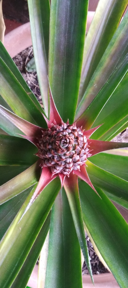 Buds about to open